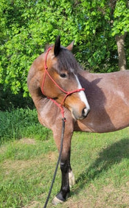 Bay roan gelding with clinician style halter and leadrope.