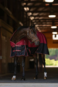 Horse wearing a red and black medium weight, 200g polyfil, 1200D turnout blanket in a stable. 