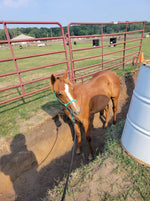 Load image into Gallery viewer, YEARLING Clinician Style Stiff 4-Knot Halter and Lead Set
