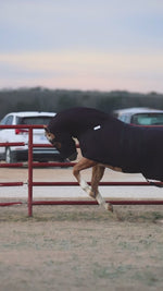 Load and play video in Gallery viewer, Equine Full-Body Slinky with Antimicrobial Shield
