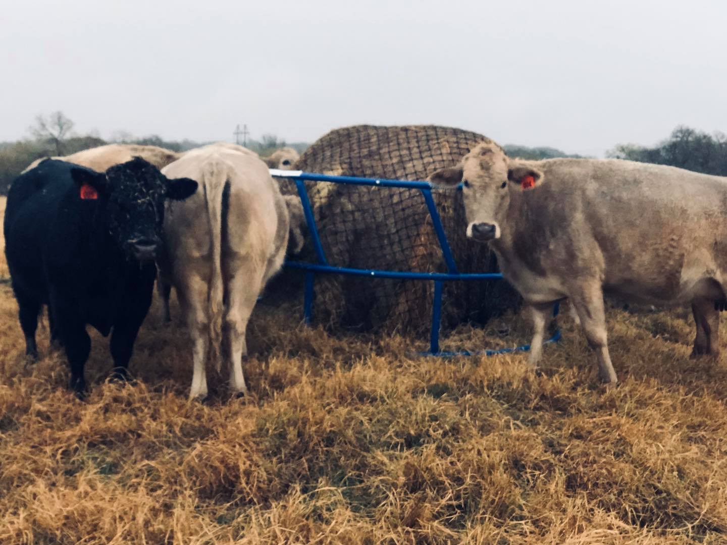 6' Large Bale Net - Hay Chix