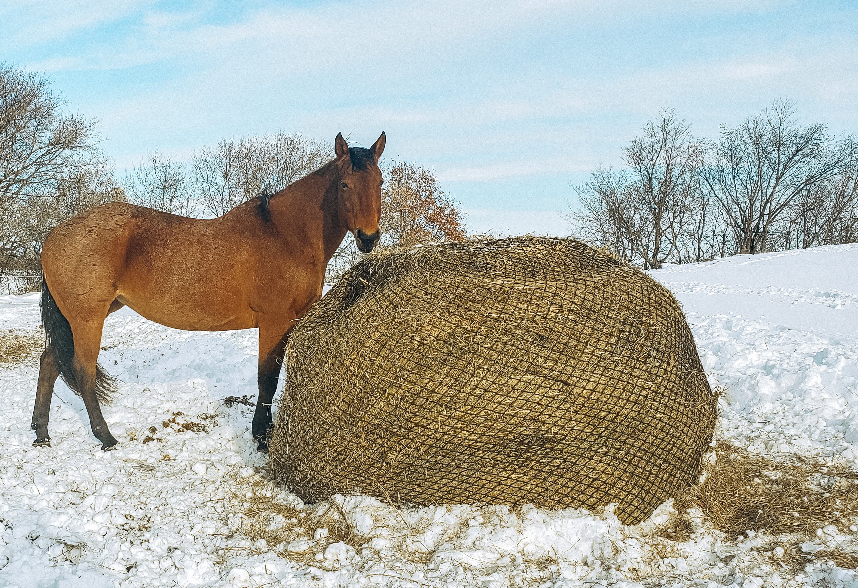 6' Large Bale Net - Hay Chix